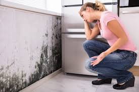 Mold Remediation for Vacation Homes in Forestdale, MA